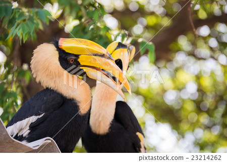 Great indian hornbill in rainforest 23214262