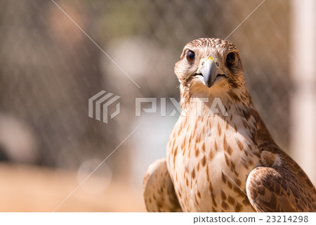Saker falcon. Falco cherrug 23214298