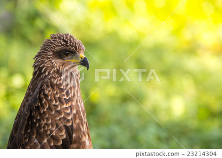 Peregrine falcon 23214304
