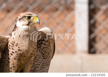 Saker Falcon 23214305