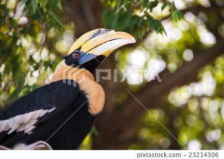 Great indian hornbill in rainforest 23214306