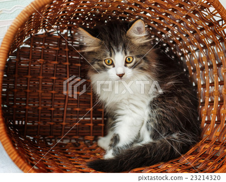Kitten hiding in a basket Kitten hiding in a basket 23214320
