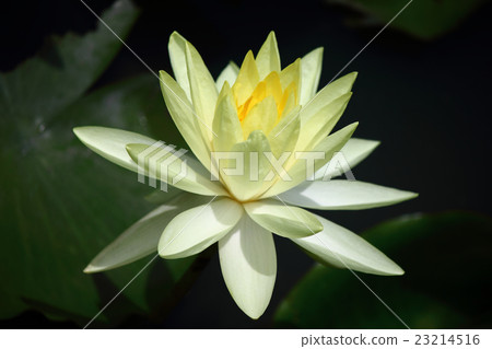 Flowers in Asia 23214516