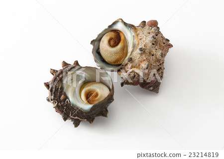 海鮮海鮮Sazae新鮮的食物 23214819