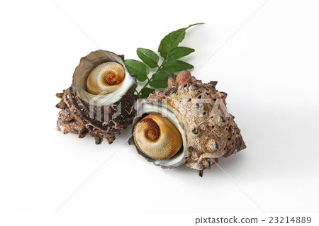 海鮮海鮮Sazae新鮮的食物 23214889