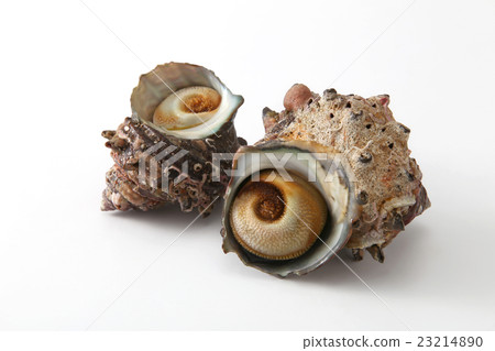 海鮮海鮮Sazae新鮮的食物 23214890