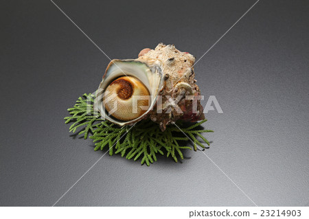 海鮮海鮮Sazae新鮮的食物 23214903