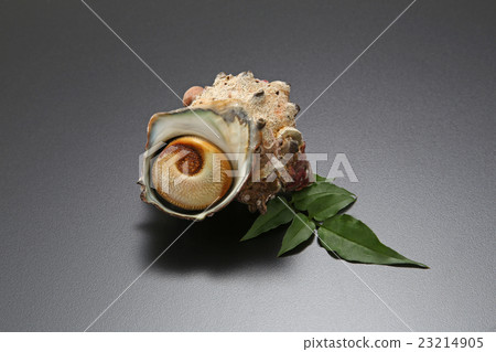 海鮮海鮮Sazae新鮮的食物 23214905