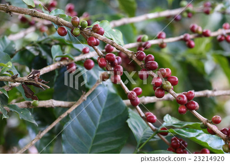 Coffee trees planted at Mammoth Mountain 23214920