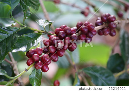 Coffee trees planted at Mammoth Mountain 23214921