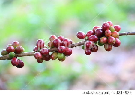 Coffee trees planted at Mammoth Mountain 23214922