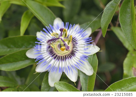 觀看草 23215085
