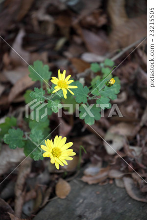 Momotaka Momotaka 23215505