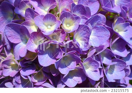 繡球 繡球 23215575