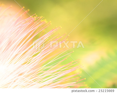 Nemnoki flower 23215669