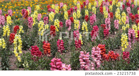 Goldfish grass Goldfish grass 23215738