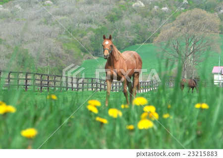 Horse Horse 23215883