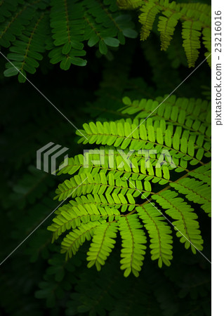green leaves (Parkia javanica) 23216016