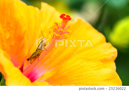 grasshopper on yellow flower, macro photograph 23216022