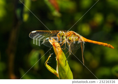 Dragonfly 23216316