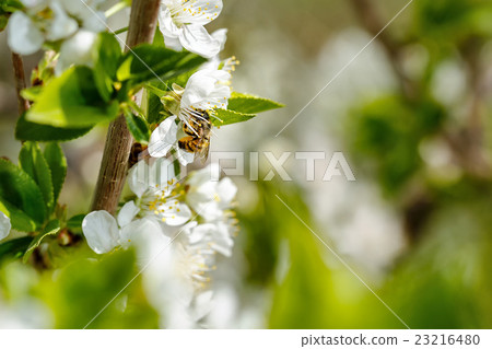 Bee on a flower Bee on a flower 23216480