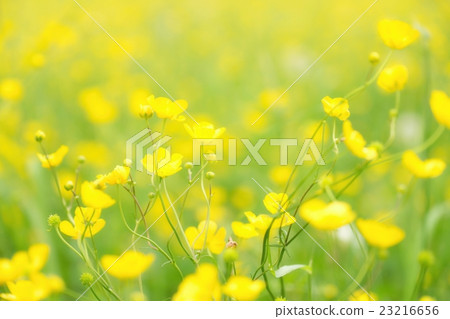 Blurry photo effect. Defocused yellow flowers 23216656