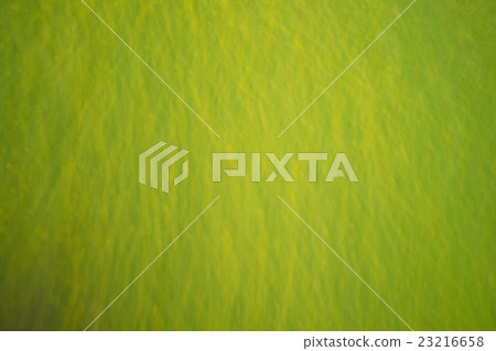 flowers and grass for de focused fresh background flowers and grass for de focused fresh background 23216658