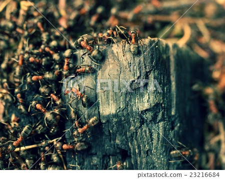 Ants build anthill, big piece of charred wood. 23216684