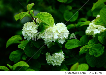 Yabudemari花 23216789