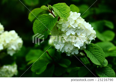 Yabudemari花 Yabudemari花 23216790