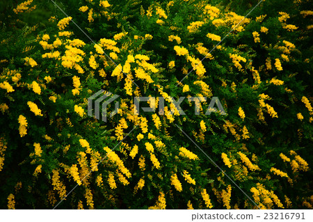 Shimei完成開花 Shimei完成開花 23216791