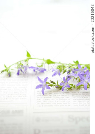 珍珠牡蠣 23216848