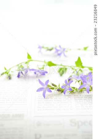 珍珠牡蠣 23216849