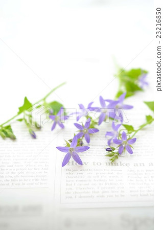 珍珠牡蠣 23216850