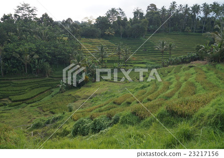 Rice terrace of Bali Tabanan Rice terrace of Bali Tabanan 23217156