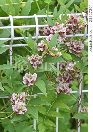 America Hod (American chunk) America Hod (American chunk) 23217294