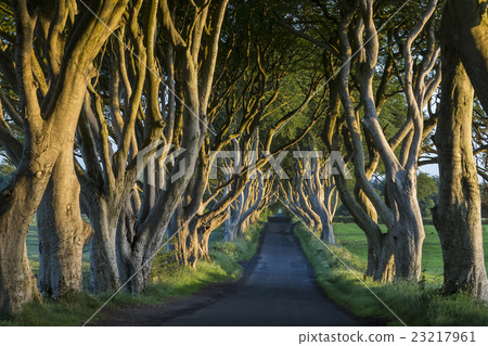 The Dark Hedges - County Antrim - Northern Ireland The Dark Hedges - County Antrim - Northern Ireland 23217961