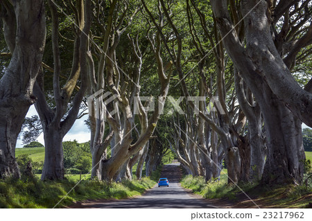 The Dark Hedges - County Antrim - Northern Ireland 23217962