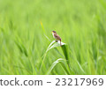 Tweet Coyoteukiri 23217969