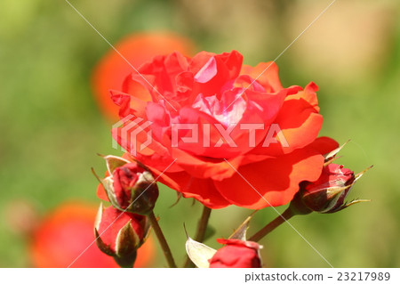 Roses (Sachimo) Roses (Sachimo) 23217989