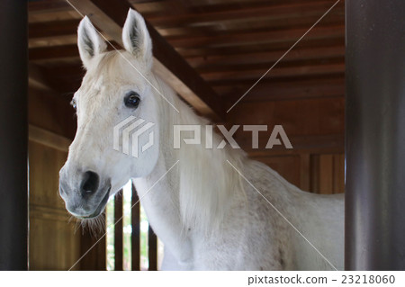 白馬-3 白馬-3 23218060