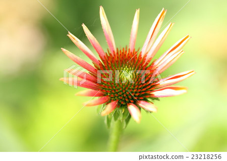 松果 松果 23218256