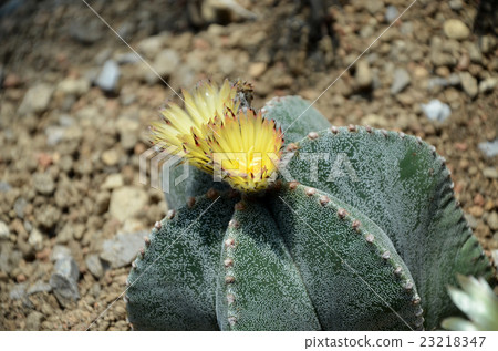 Cactus flower Cactus flower 23218347