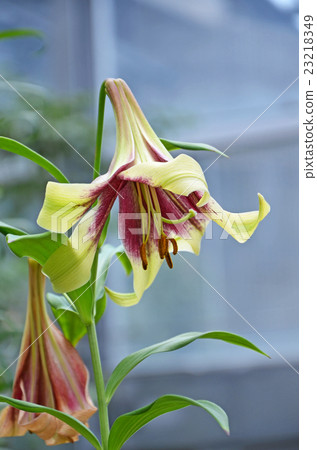 Lilyum · Nepalense (Ukonuri) 23218349