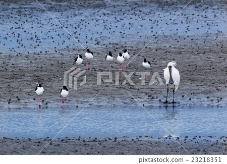 Royal Spoobill & Pied Stilt 23218351