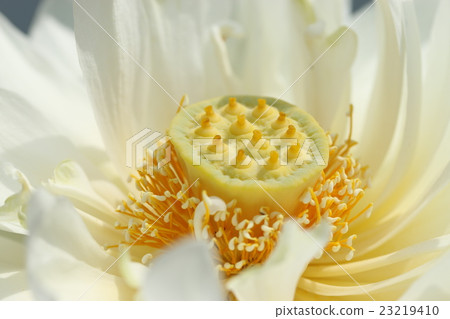 Lotus flower Lotus flower 23219410