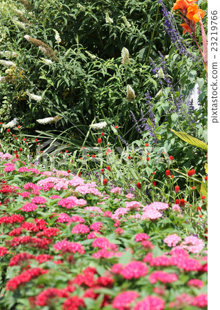 Summer flower bed 23219766