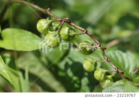 核桃的果實 23219767