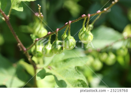 Fruit of Walnut Vi 23219768