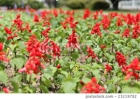 Salvia Salvia 23219782